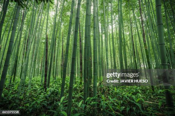 bamboo forest - japón stock-fotos und bilder