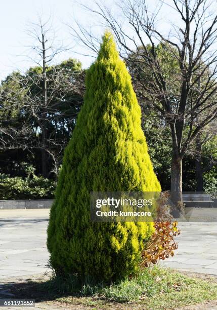 hinoki cypress tree - cryptomeria japonica stock pictures, royalty-free photos & images