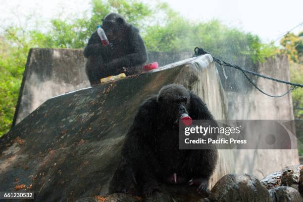 Chimpanzee drinks cold fruit juice given by a zoo keeper during a hot day at Dusit Zoo in Bangkok, Thailand.