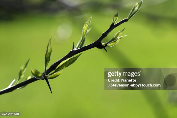 entended tree branch - nanette j stevenson stock pictures, royalty-free photos & images