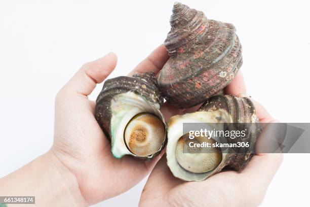 Shellfish Queen 53 Caribbean Queen Conch Stock Photos, High-Res Pictures, and Images ...