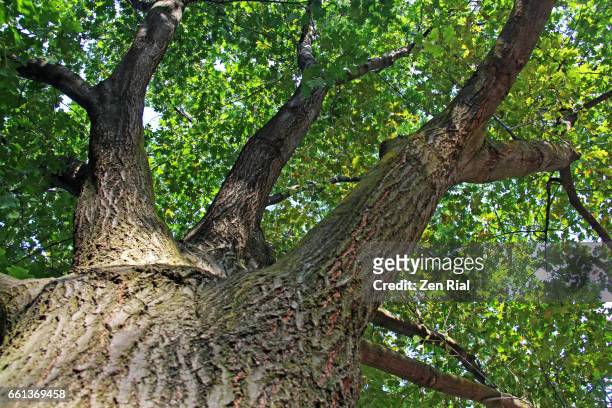 red oak, northern red oak, quercus rubra, champion oak, quercus borealis - groenblijvende eik stockfoto's en -beelden