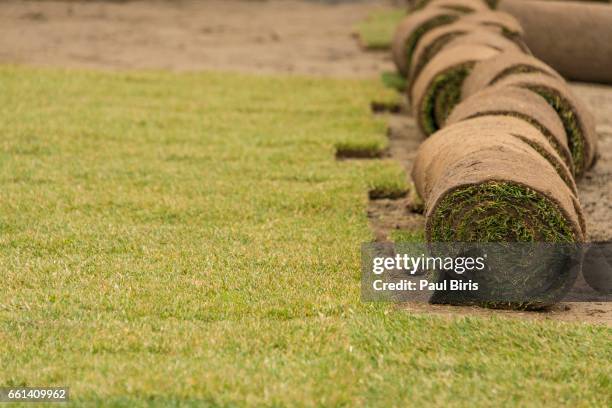 new grass, planting new sod grass - sod field stock pictures, royalty-free photos & images