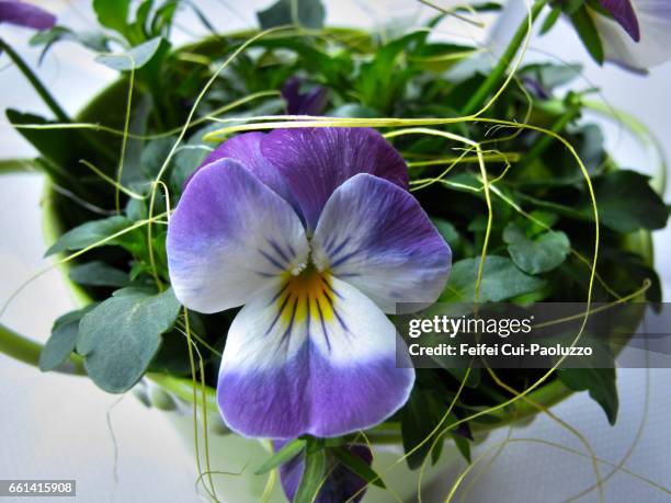 close-up of a viola tricolor flower in pot - wild pansy stock pictures, royalty-free photos & images
