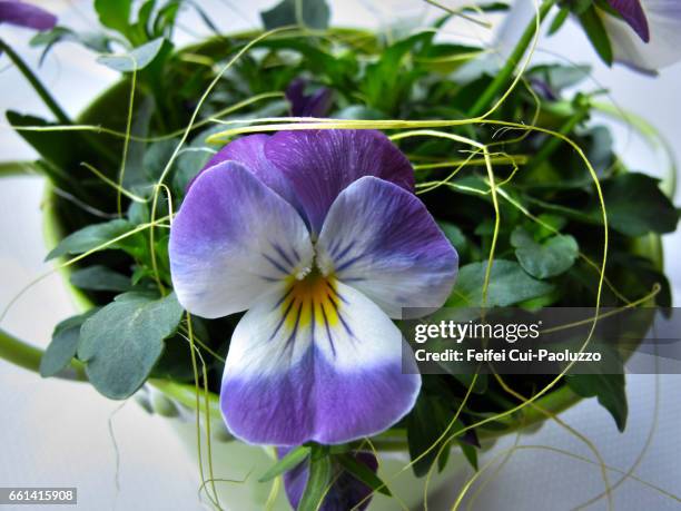 close-up of a viola tricolor flower in pot - viola tricolor stock pictures, royalty-free photos & images