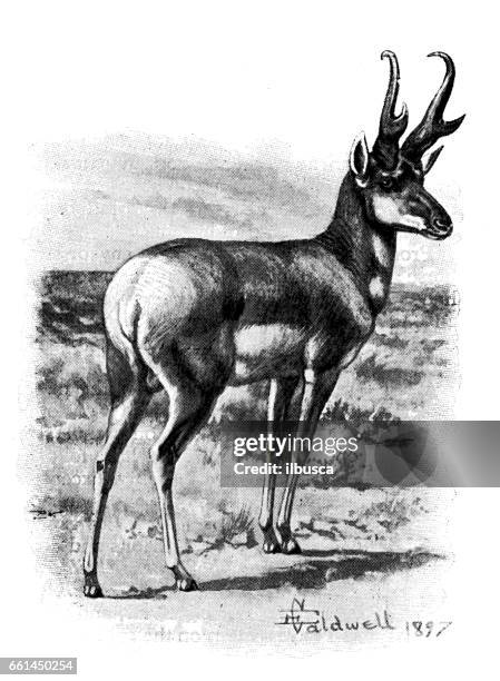antique animals illustration: pronghorn - pronghorn antelope stock illustrations
