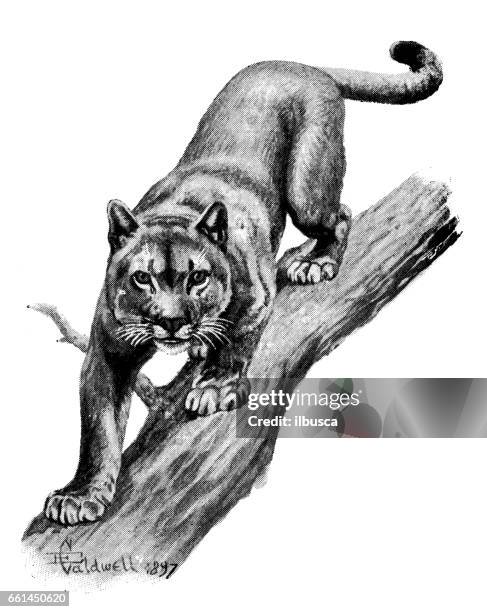 antique animals illustration: puma - puma stock illustrations
