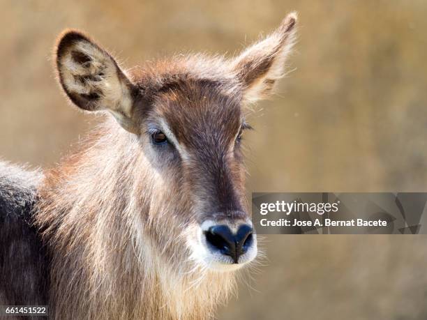 waterbuck,  kobus ellipsiprymnus, close up side view, famale. - expresión facial stockfoto's en -beelden