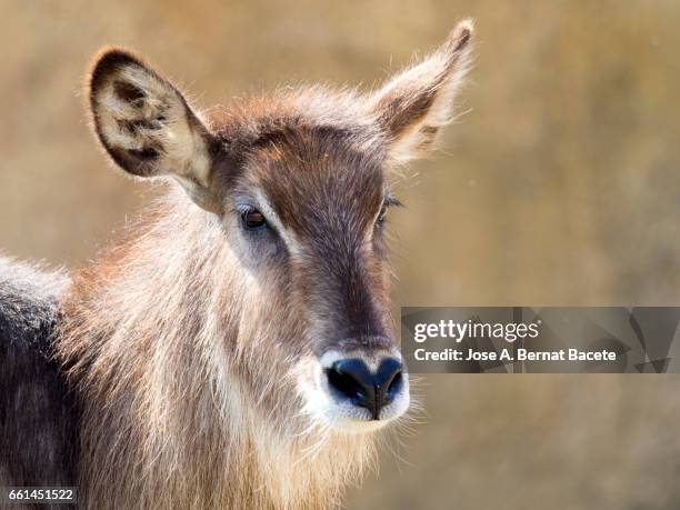 waterbuck,  kobus ellipsiprymnus, close up side view, famale. - acostado imagens e fotografias de stock