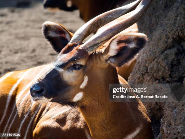 sitatunga antelope close up side view, male, (tragelaphus spekii) - expresión facial stockfoto's en -beelden