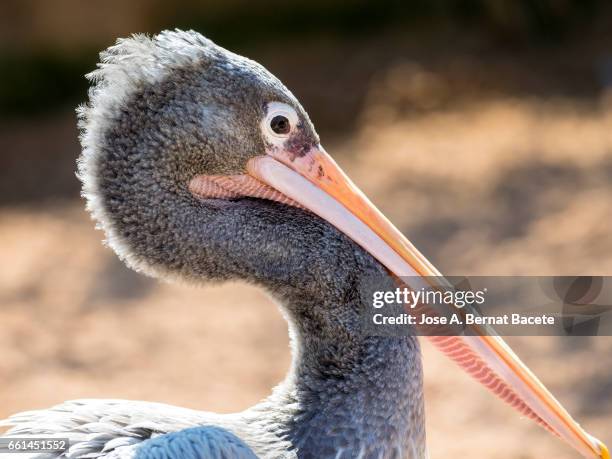 marabou stork (leptoptilos crumenifer), close up side view. - tronco stock-fotos und bilder