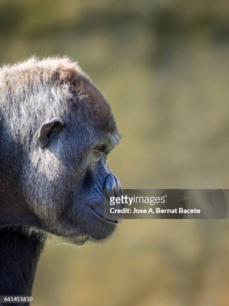 close up of head gorilla - mirando a la cámara stockfoto's en -beelden