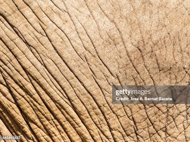 close-up of elephant skin illuminated by sunlight - arrugado stock-fotos und bilder