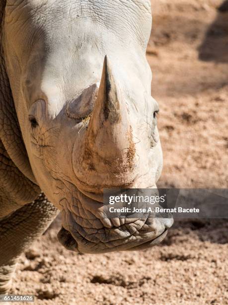 rhinoceros close up - mirar hacia el otro lado stockfoto's en -beelden