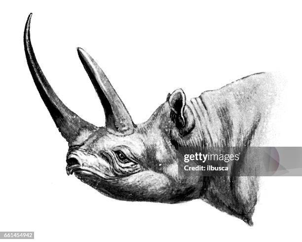 39点のblack Rhinocerosイラスト素材 Getty Images 39点のblack Rhinocerosイラスト素材 Getty Images
