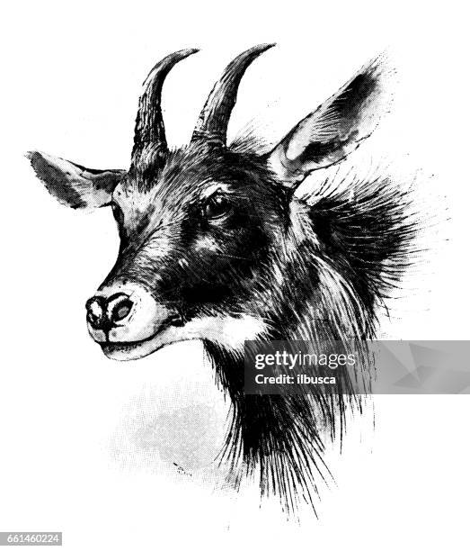 antique animals illustration: serow - serow stock illustrations