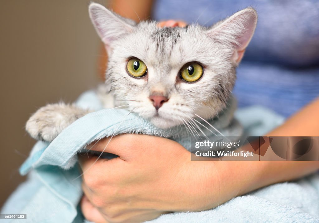 Woman holding a cat just been washed