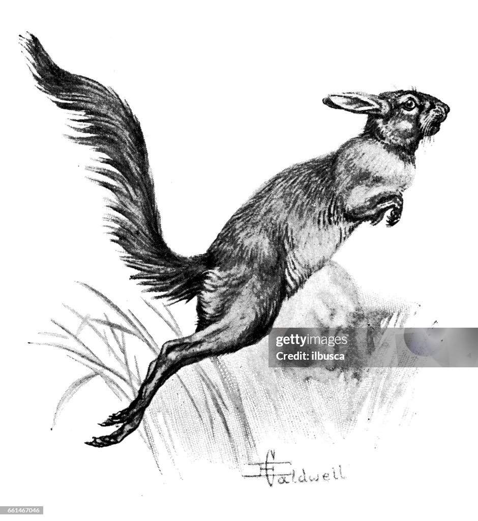 Graph For Springhare Antique Animals Illustration Spring Hare High-Res Vector Graphic ...