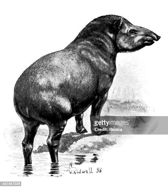bildbanksillustrationer, clip art samt tecknat material och ikoner med antika djur illustration: amerikansk tapir - tapir