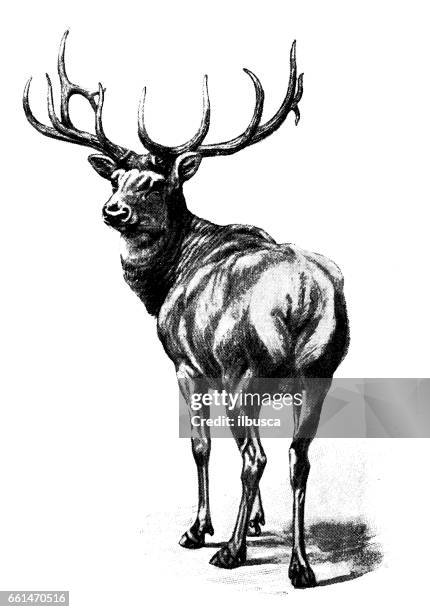 ilustrações, clipart, desenhos animados e ícones de antiga ilustração animais: veados wapiti - caribu cervo