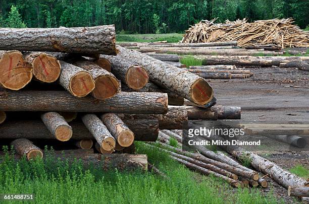 cut lumber - grass clearcut stock pictures, royalty-free photos & images