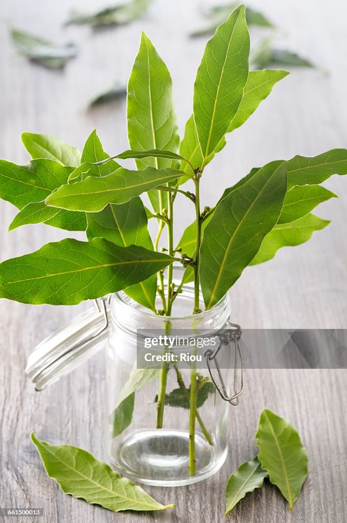 Laurel-leaf