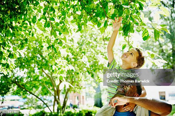 smiling boy riding on fathers shoulders - budding tree stock pictures, royalty-free photos & images