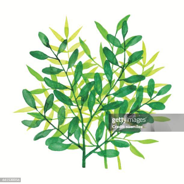illustrations, cliparts, dessins animés et icônes de aquarelle branchs vert - feuille de laurier