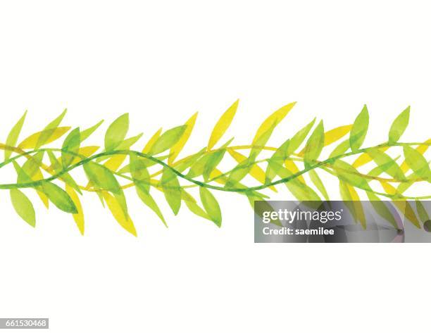 watercolor green leaves decoration - bay leaf white background stock illustrations