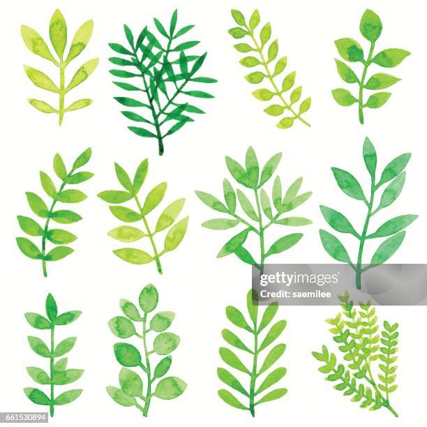 watercolor leaves green - branch plant part stock illustrations