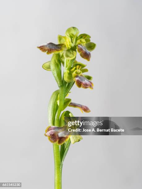mirror orchid (ophrys speculum), valencia, spain - enfoque diferencial photos et images de collection