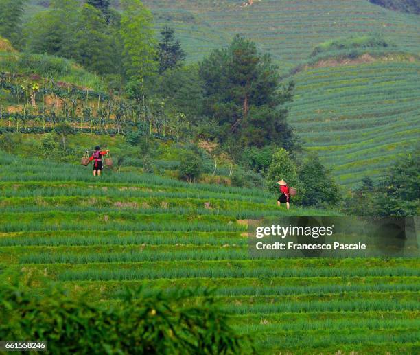 chinese farming women - agricoltura stock pictures, royalty-free photos & images