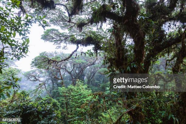tropical forest, monteverde cloud forest, costa rica - foresta pluviale di monteverde foto e immagini stock