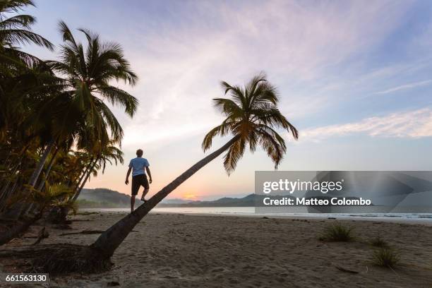 man on palm tree looking at sunrise, playa carrillo, costa rica - playa carrillo stock-fotos und bilder