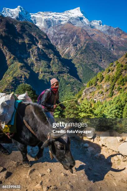 autista di yak sherpa su sentiero di montagna alto in himalaya nepal - kangtega foto e immagini stock