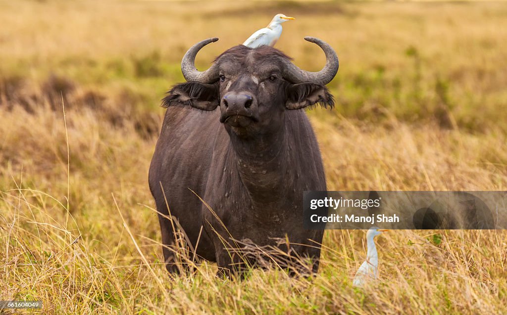 African Buffalo with cattle egrets