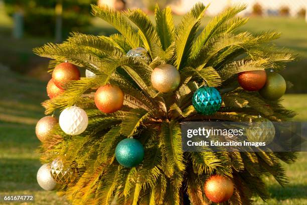 Christmas ornaments decorate a palm tree in rotunda West, Florida.