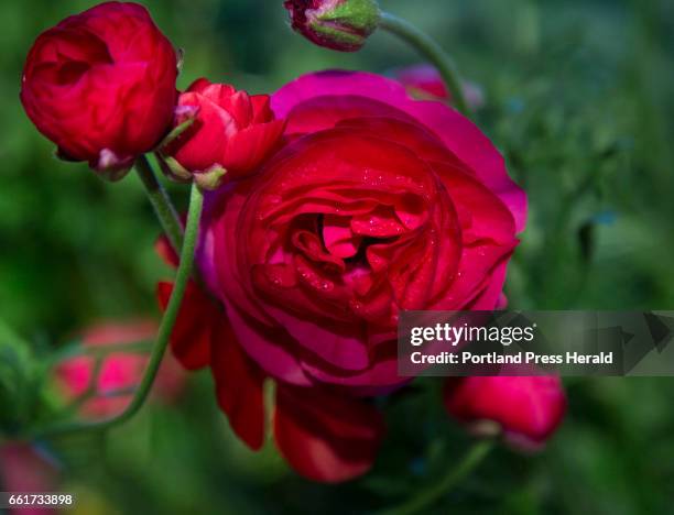 Intermingle Def 70 Intermingle Stock Photos, High-Res Pictures, and Images - Getty Images