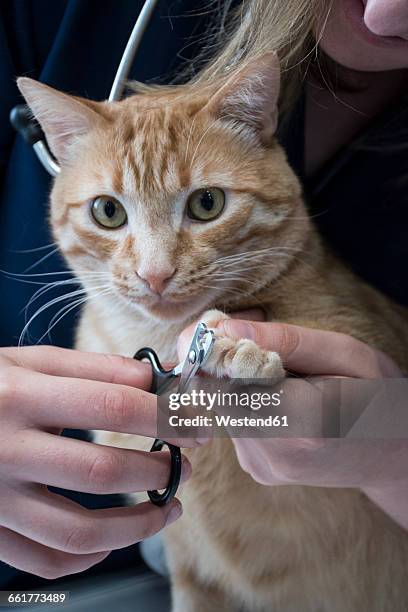 veterinary cutting nails of a cat - tang stockfoto's en -beelden