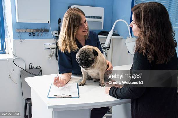 veterinarian talking with owner of a dog in a veterinary clinic - mopshond stockfoto's en -beelden