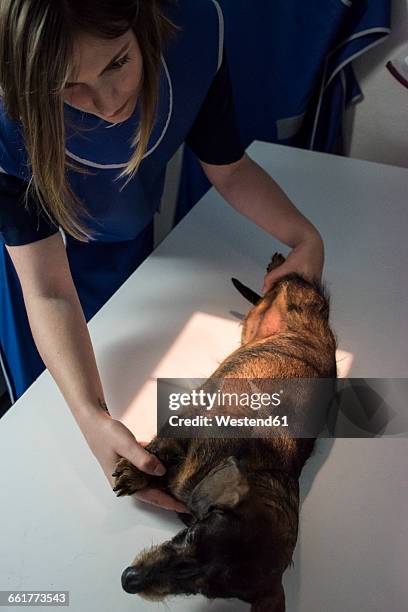 veterinarian x-raying a dog - wire haired dachshund stock pictures, royalty-free photos & images