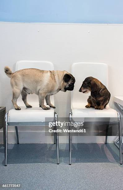 two dogs on chairs of waiting room of a veterinary clinic - wire haired dachshund stock pictures, royalty-free photos & images