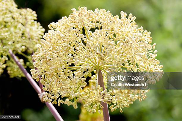 garden angelica, close-up - angelica stock pictures, royalty-free photos & images