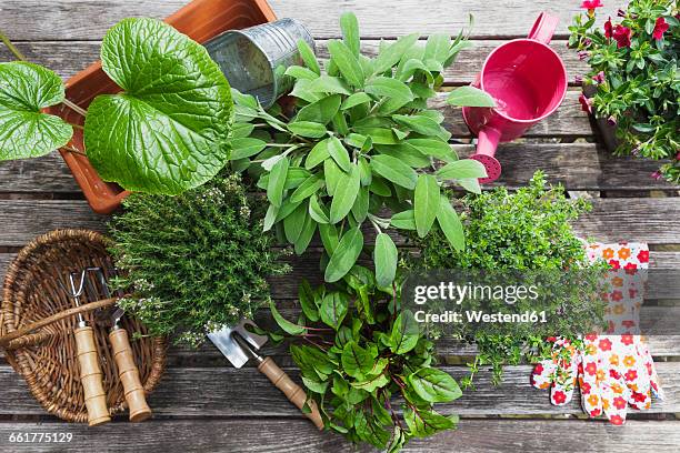 gardening, different medicinal and kitchen herbs and gardening tools on garden table - kruidentuin stockfoto's en -beelden