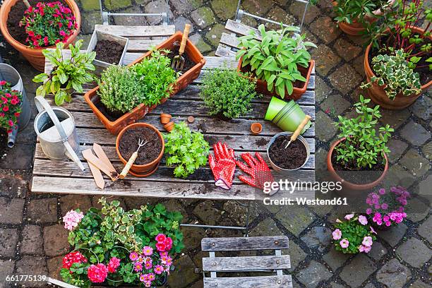 gardening, different medicinal and kitchen herbs and gardening tools on garden table - diy top view stock pictures, royalty-free photos & images