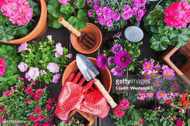 gardening, different spring and summer flowers, gardening tools on garden table - rosa handschuh stock-fotos und bilder