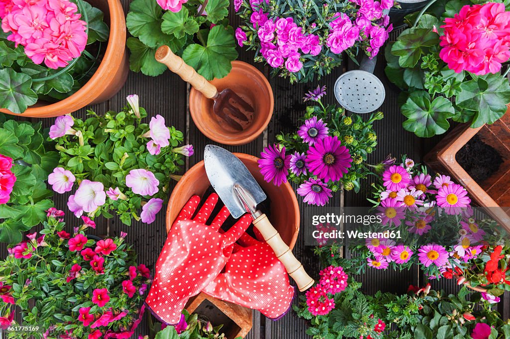 Gardening, different spring and summer flowers, gardening tools on garden table