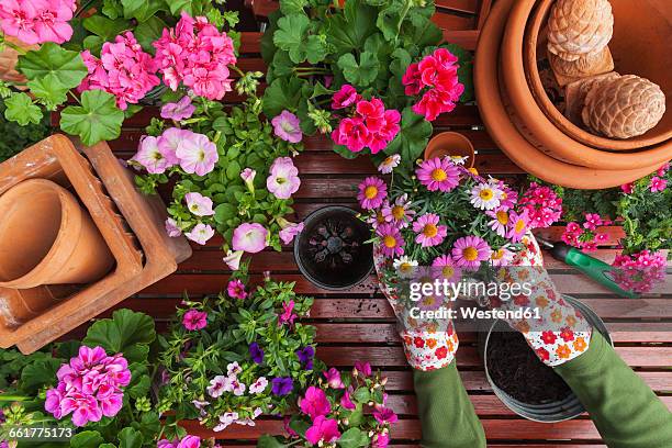 gardening, different spring and summer flowers, flower box and gardening tools, potting - eintopfen stock-fotos und bilder