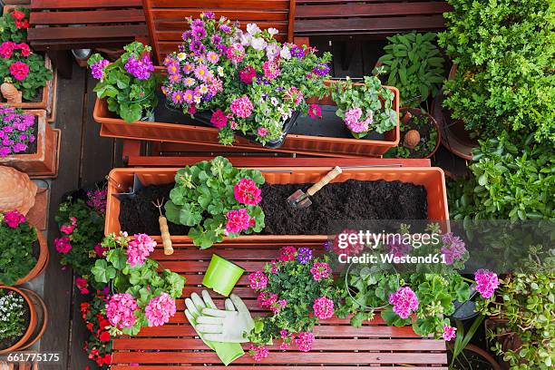 gardening, different spring and summer flowers, flower box and gardening tools on garden table - géranium photos et images de collection
