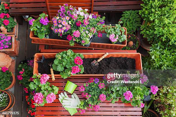 gardening, different spring and summer flowers, flower box and gardening tools on garden table - window box stock pictures, royalty-free photos & images